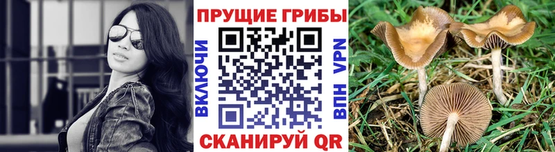 Псилоцибиновые грибы ЛСД  Переславль-Залесский 